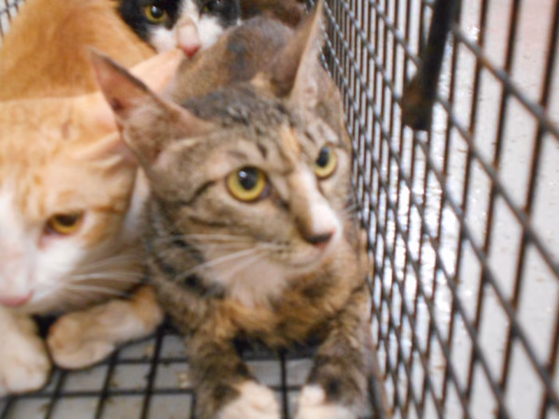 ミックス猫（メス・成猫・ぶち）、中型, 施設番号 …0016