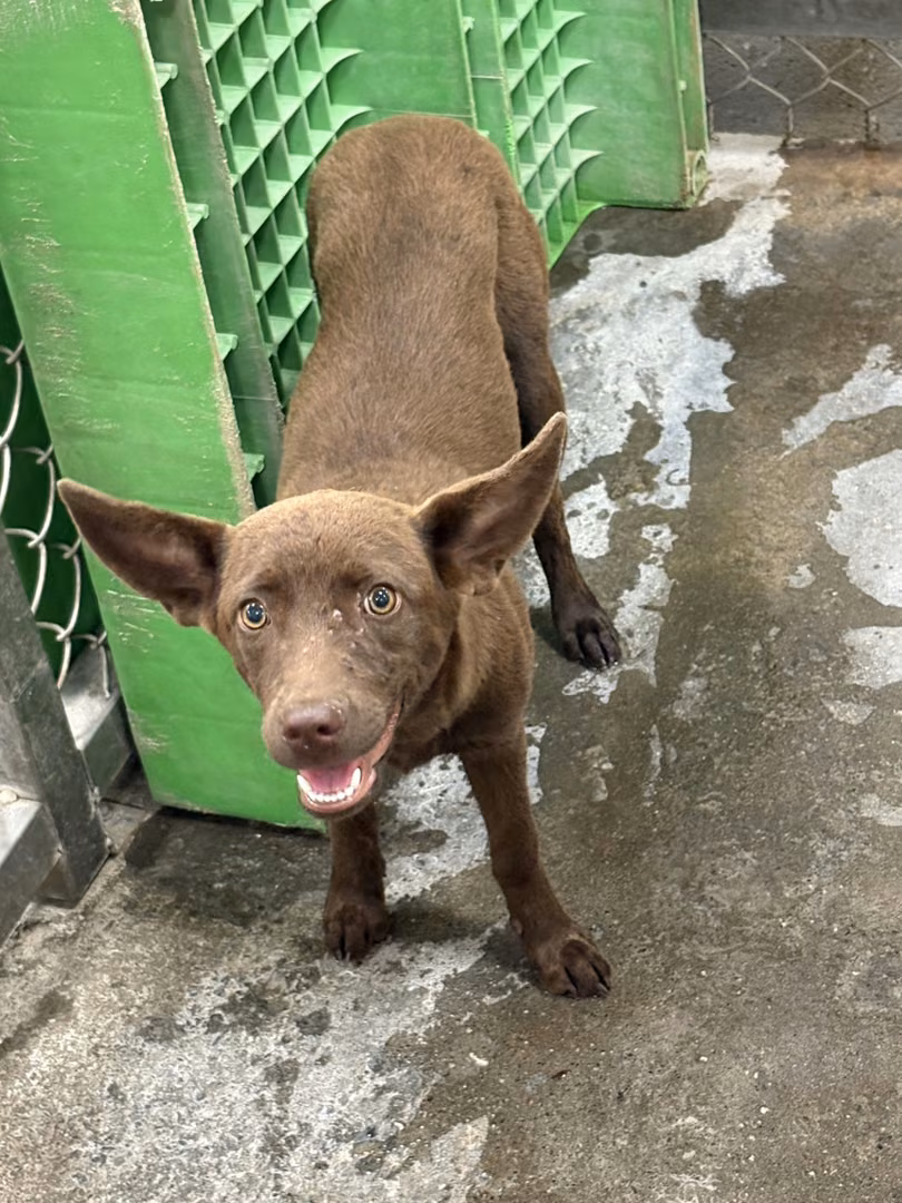 Brown adult female mixed-breed dog, Medium, shelter no. …6004