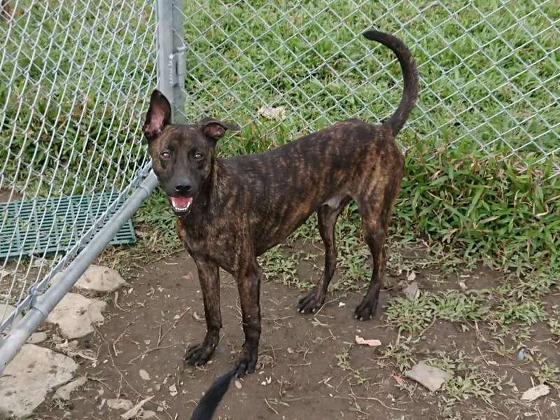 Black tabby young male mixed-breed dog, Small, shelter no. …0303