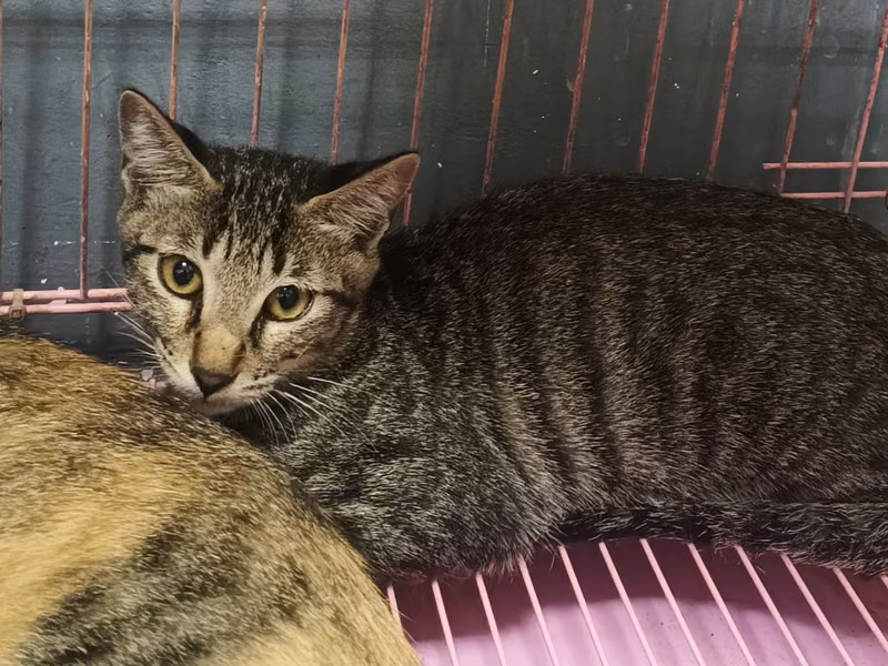 Tabby adult female mixed-breed cat, Medium, shelter no. …0011