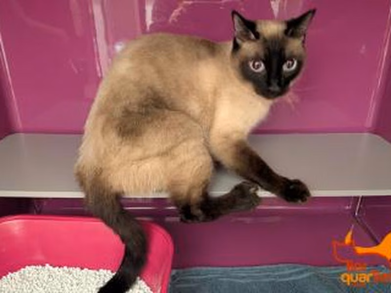 White adult male Siam, shelter no. …4267