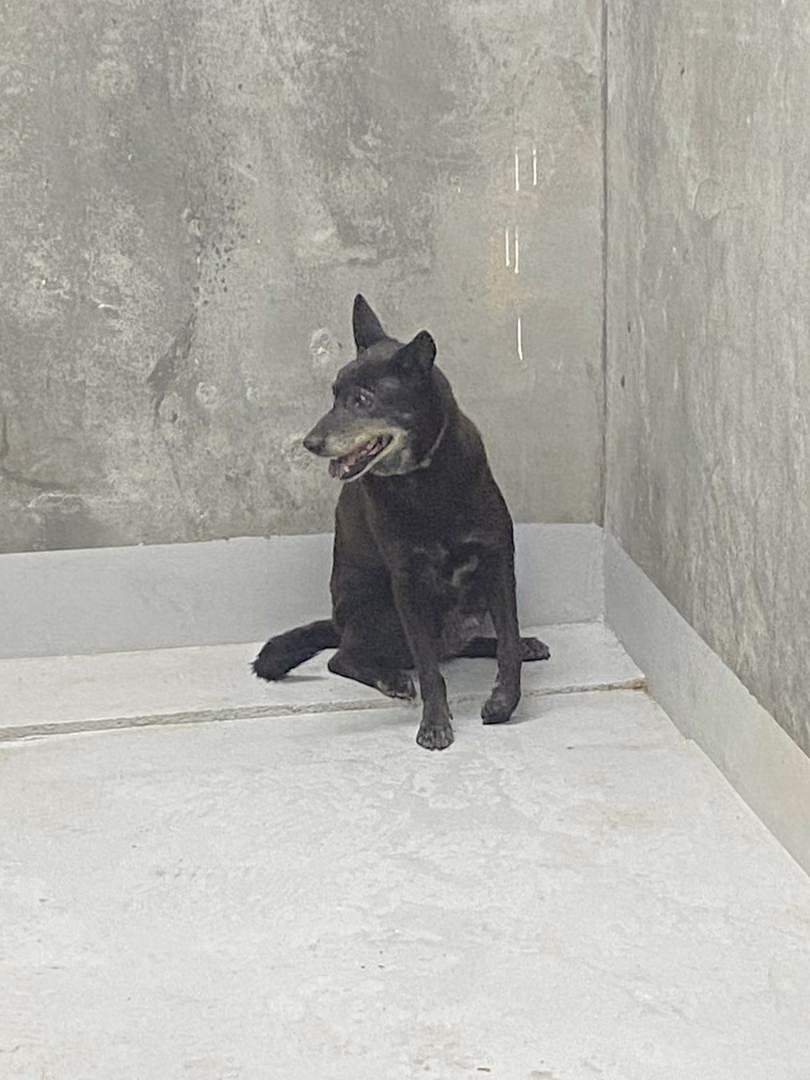 Black adult female mixed-breed dog, Large, shelter no. …6001