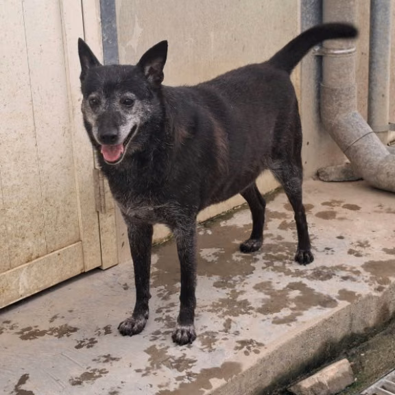 Black adult male mixed-breed dog, Medium, shelter no. …1807