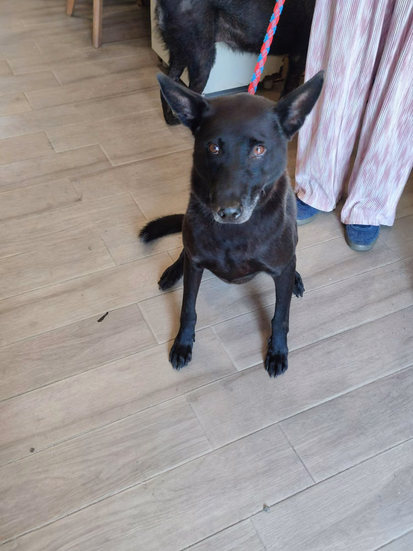 Black adult male mixed-breed dog, Medium, shelter no. …6002