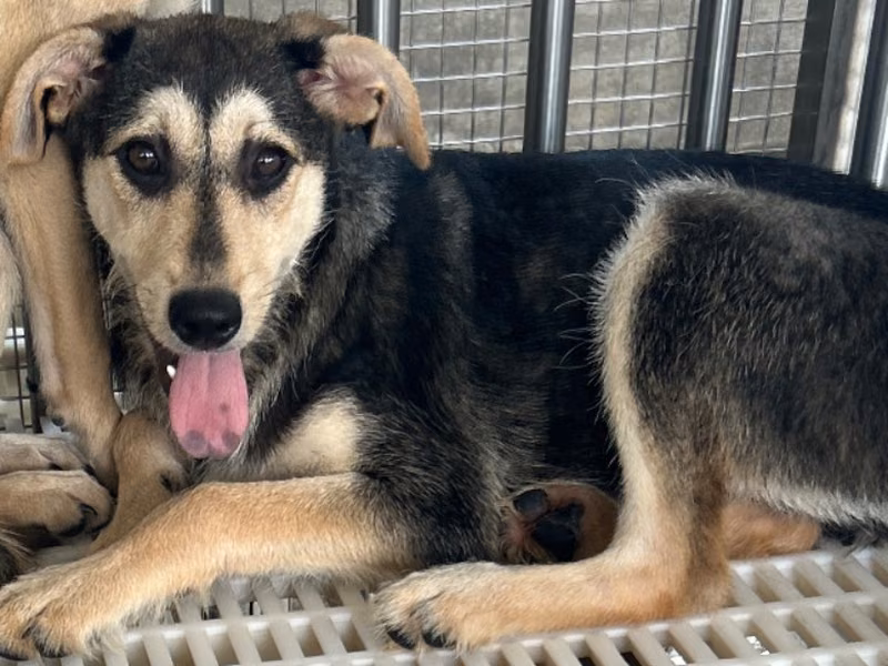 Black-and-tan young female mixed-breed dog, Medium, shelter no. …3009