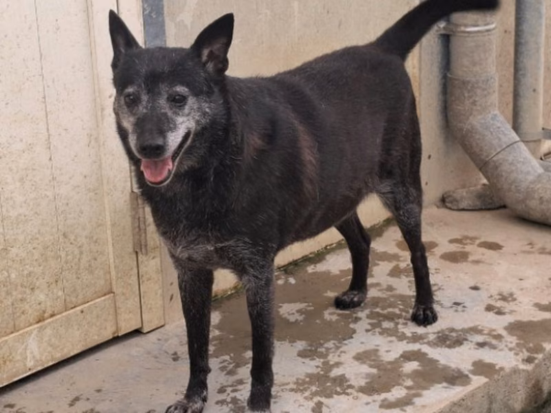 Black adult male mixed-breed dog, Medium, shelter no. …1807