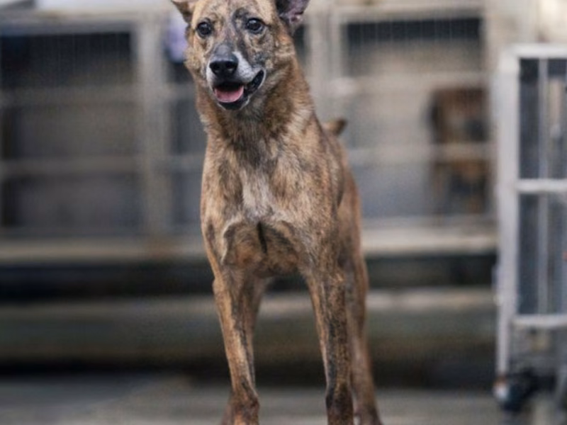 Tabby adult male mixed-breed dog, Medium, shelter no. …0401