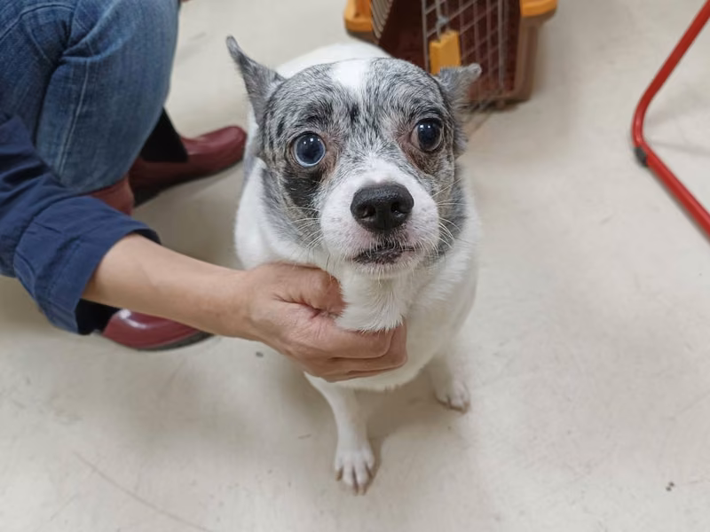 Black-and-white adult male mixed-breed dog, Small, shelter no. …3001
