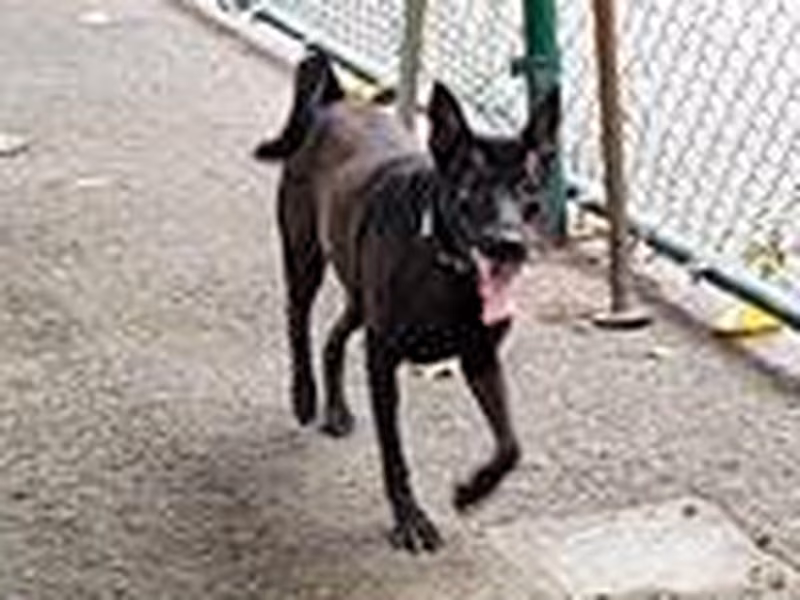 Black young female mixed-breed dog, Small, shelter no. …2911