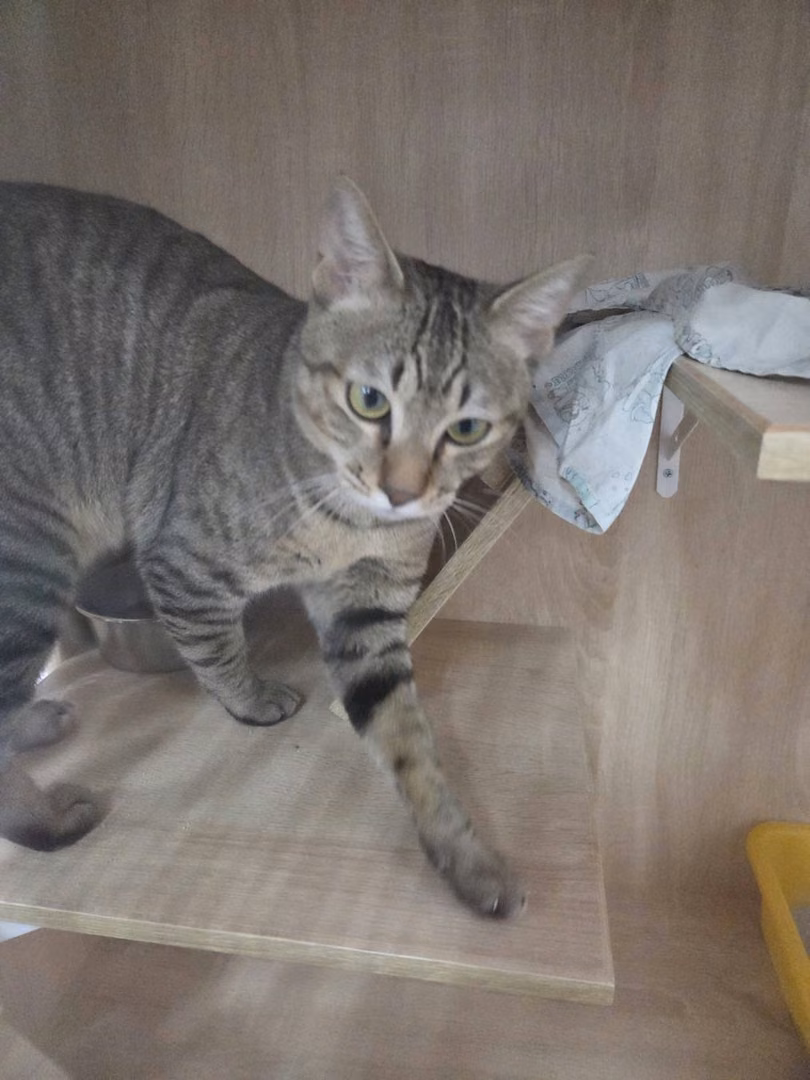 Tabby adult male mixed-breed cat, Small, shelter no. …4002