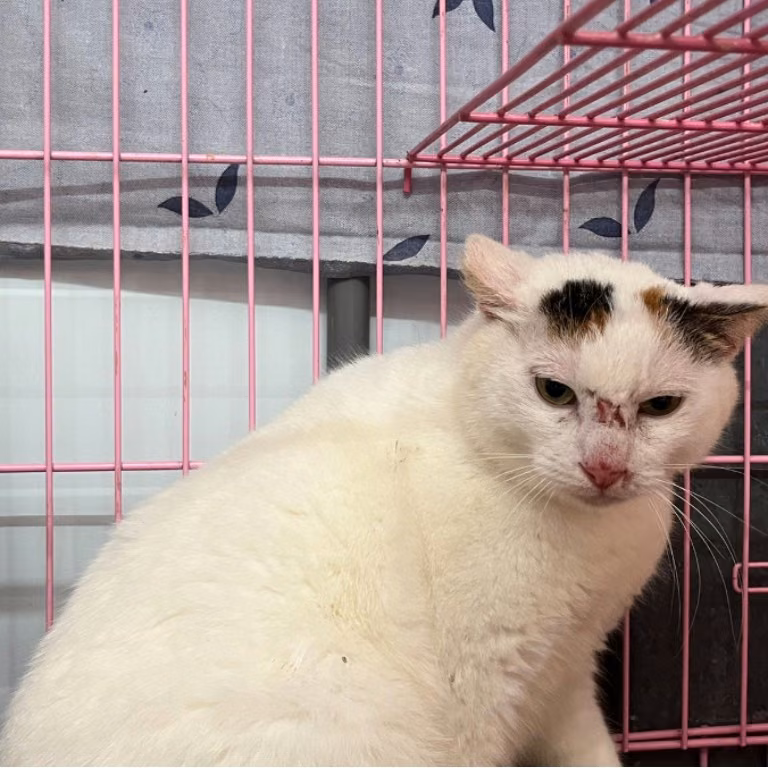 Tabby-and-white adult female mixed-breed cat, Medium, shelter no. …1204