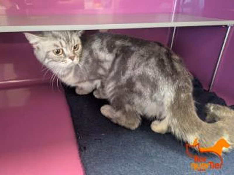 Gray tabby young female British Shorthair, shelter no. …2616