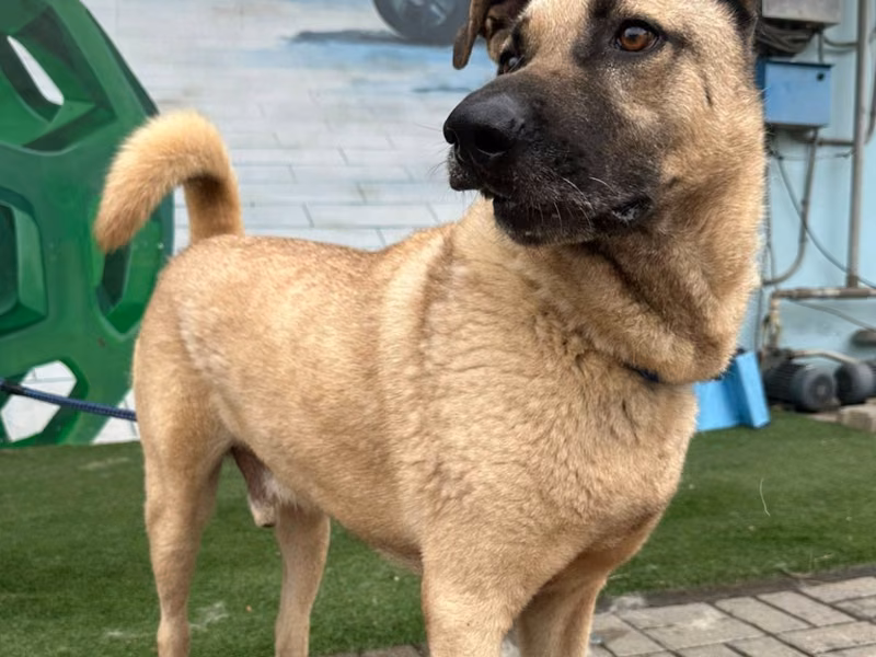 Black-and-brown adult male mixed-breed dog, Medium, shelter no. …0-03