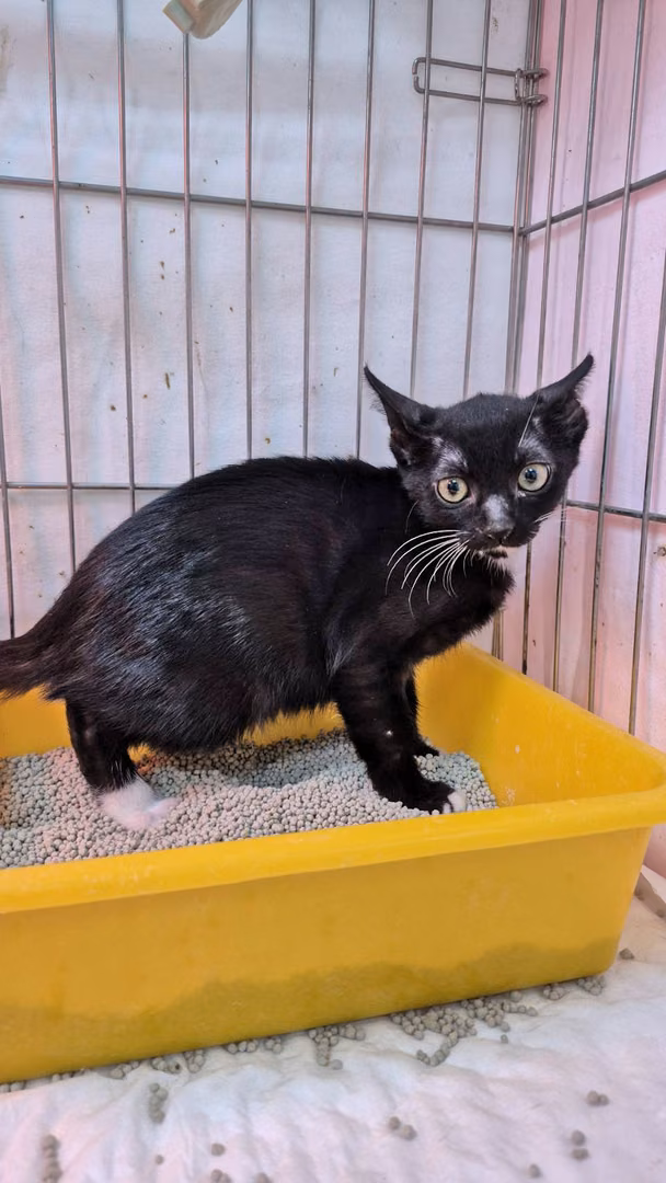 Black young female mixed-breed cat, Small, shelter no. …6002