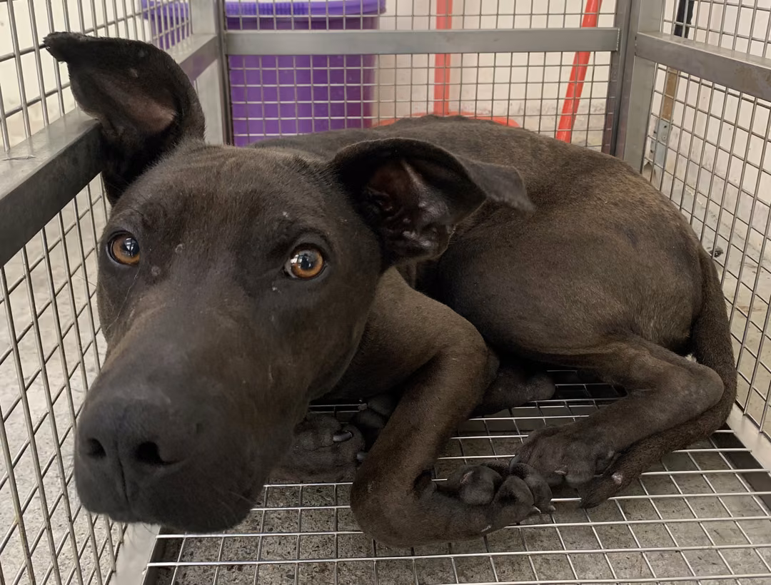 Brown adult male mixed-breed dog, Medium, shelter no. …0601