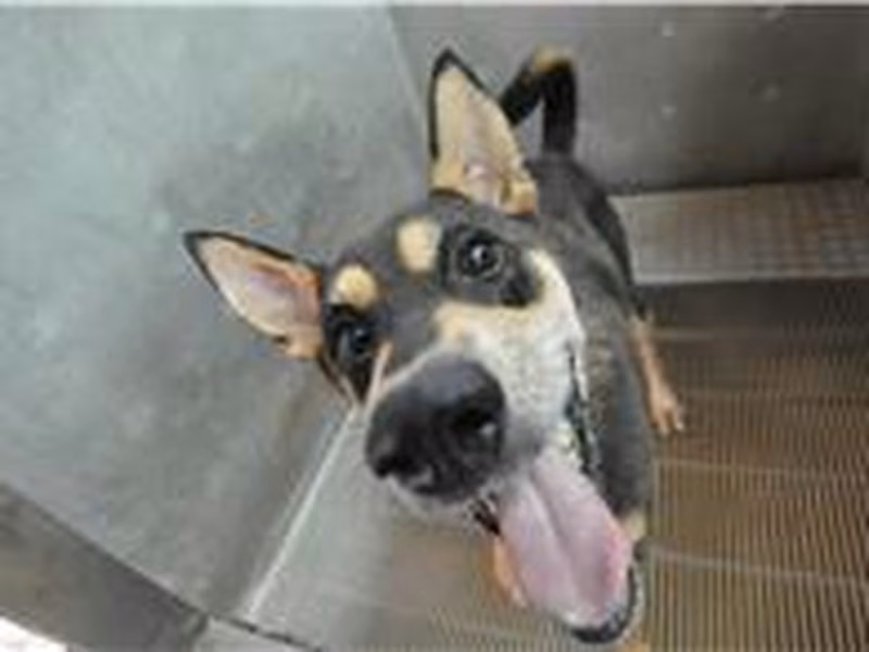Black-and-tan adult male mixed-breed dog, Medium, shelter no. …3005
