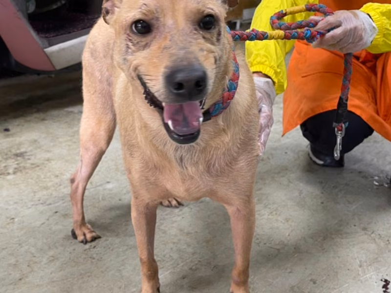 Tan adult male mixed-breed dog, Medium, shelter no. …3003