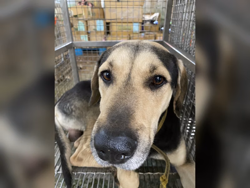 黑黄色成年公混种犬,中型, 收容编号 …8-02