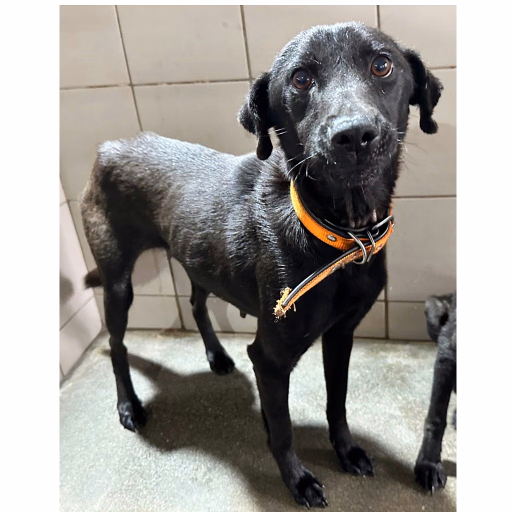 Black adult female mixed-breed dog, Medium, shelter no. …5006