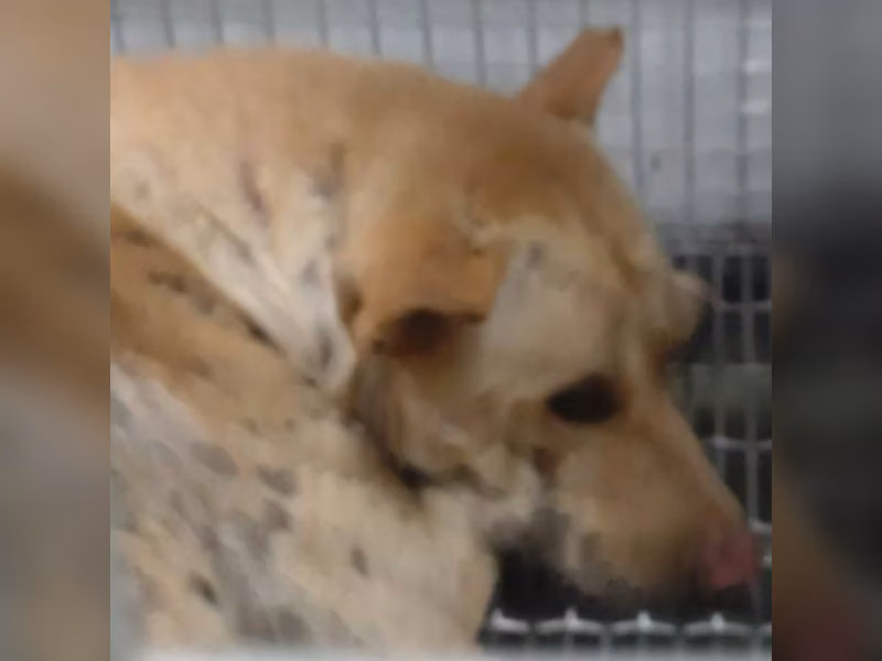 ミックス犬(オス・成犬・茶)、中型, 施設番号 …7-04