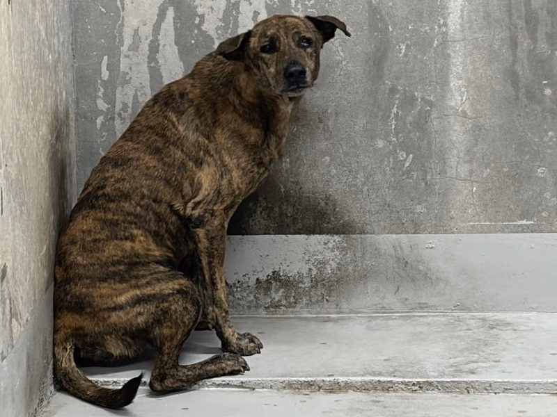 Tabby adult mixed-breed dog, Large, shelter no. …7003