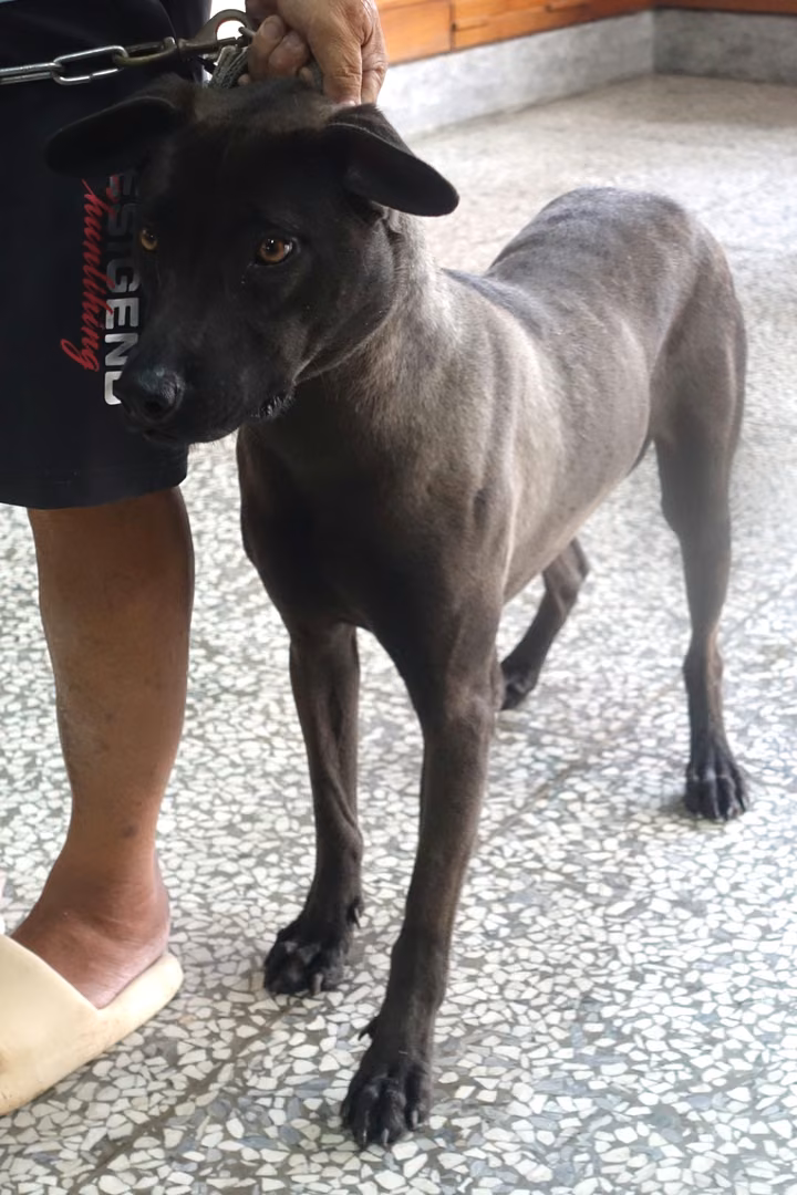 Black adult female mixed-breed dog, Large, shelter no. …0654