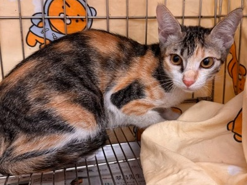 Calico young female mixed-breed cat, Medium, shelter no. …3002