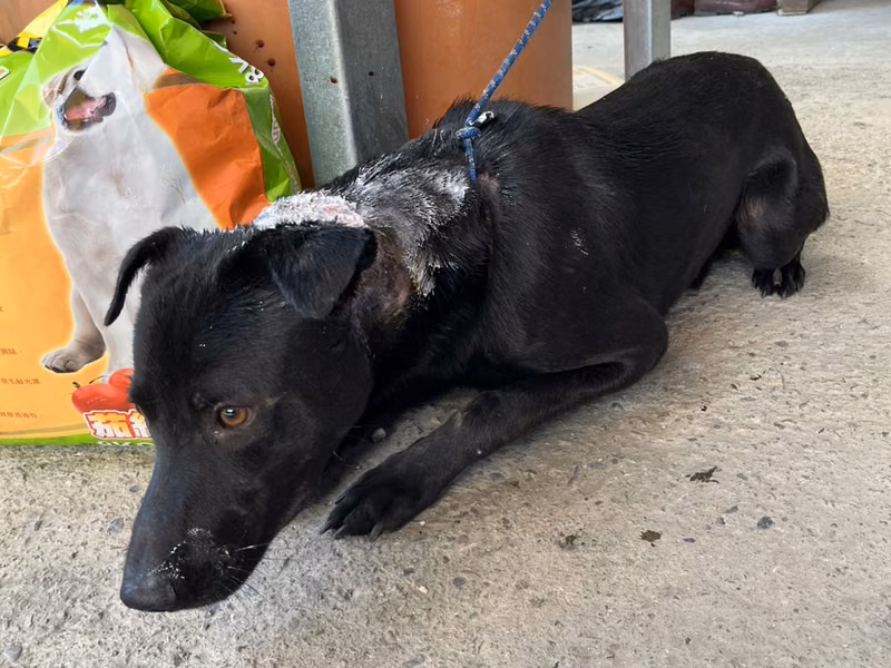 Black adult male mixed-breed dog, Medium, shelter no. …6005