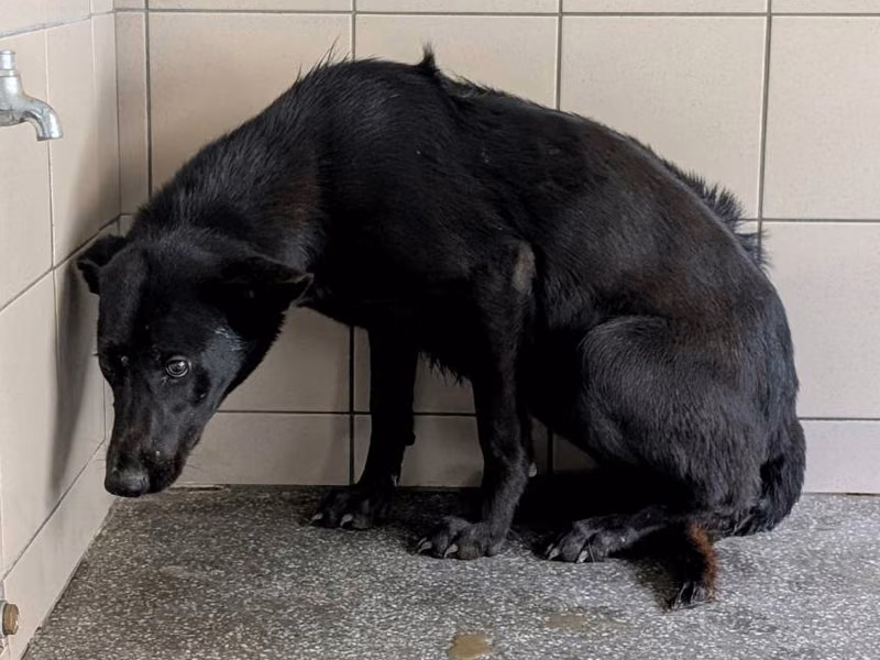 Black adult female mixed-breed dog, Large, shelter no. …0418