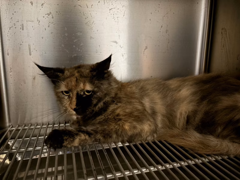 Brown-and-black adult female Maine coon, Medium, shelter no. …9006
