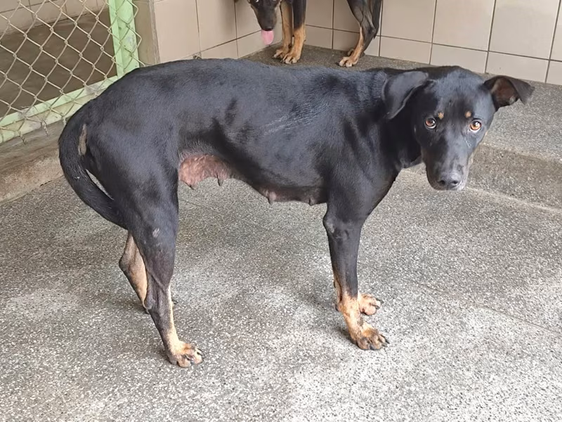 Black adult female mixed-breed dog, Large, shelter no. …1405