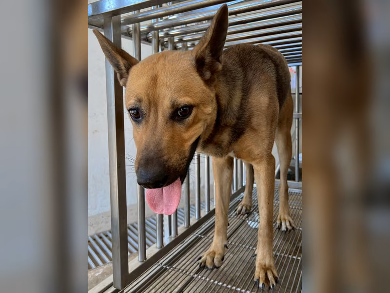 Brown adult male mixed-breed dog, Medium, shelter no. …5008