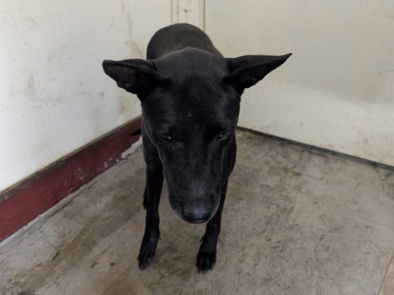 Black adult female mixed-breed dog, Large, shelter no. …1216