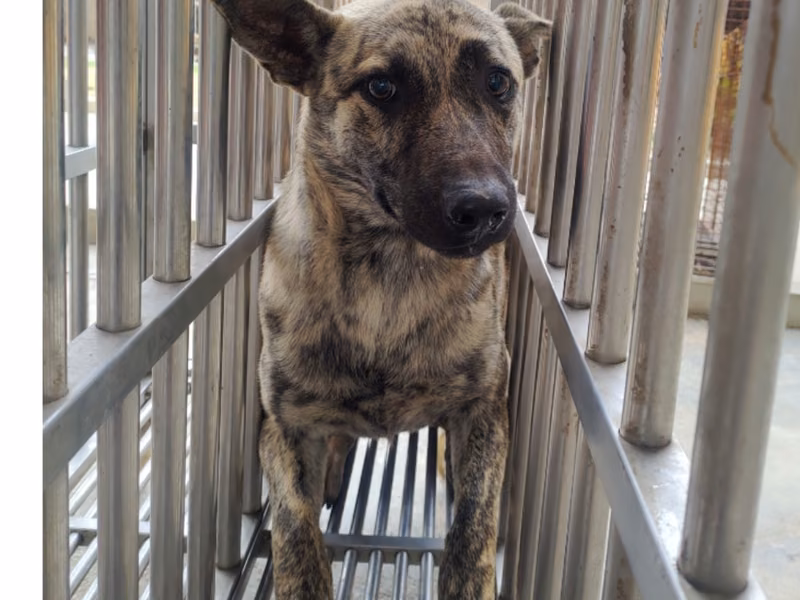 Tabby adult male mixed-breed dog, Large, shelter no. …7044