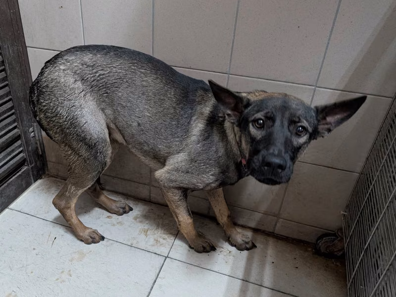 Gray adult female mixed-breed dog, Large, shelter no. …1410