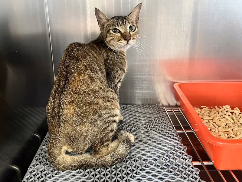ミックス猫（メス・成猫・黒とトラ）、中型, 施設番号 …4002