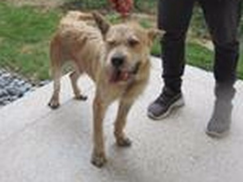 Tan-and-white adult male mixed-breed dog, Medium, shelter no. …7005