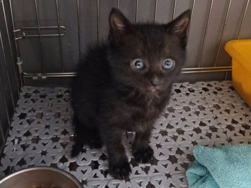 Gato mestizo macho joven (negro), Pequeño, refugio n.º …2503
