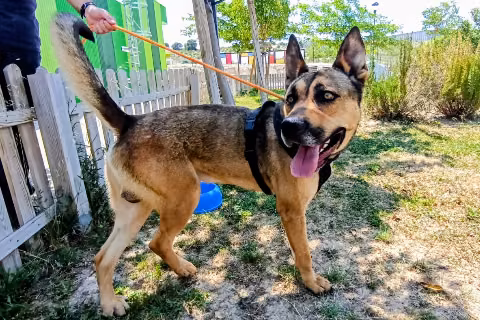 Chinchorero, Young · Male · Mixed breed