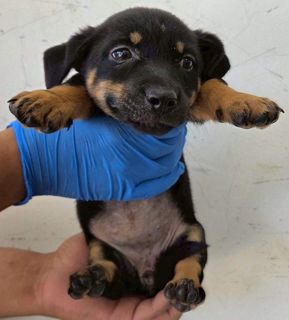 Black-and-brown young female mixed-breed dog, Medium, shelter no. …3004