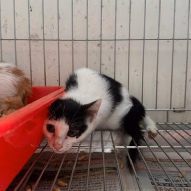 Black-and-white young mixed-breed cat, Small, shelter no. …2002