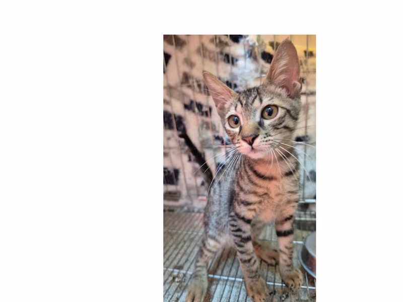 Tabby young female mixed-breed cat, Small, shelter no. …1004