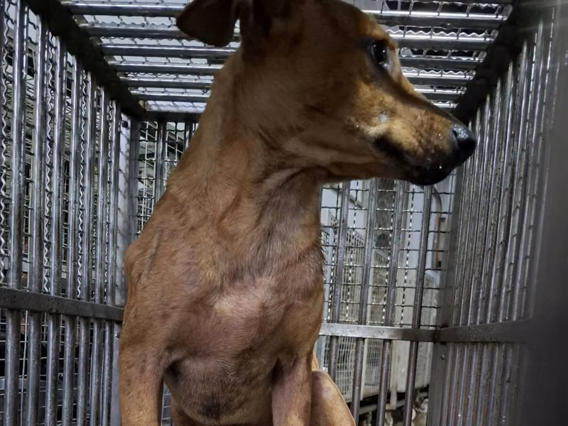 Tan adult male mixed-breed dog, Large, shelter no. …6-09