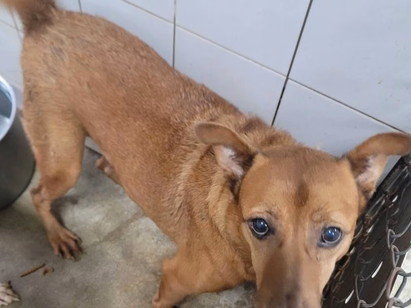 Tan adult male mixed-breed dog, Medium, shelter no. …3001