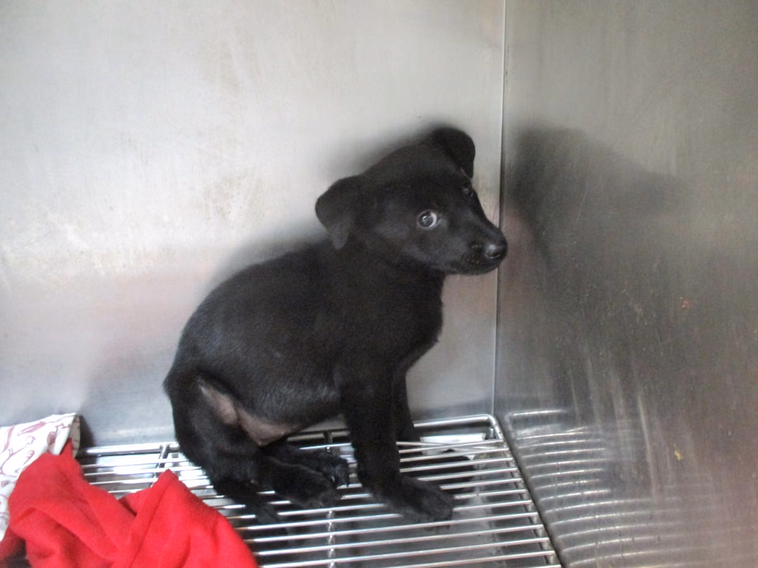 Black young female mixed-breed dog, Small, shelter no. …08Q5