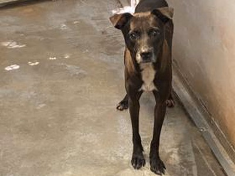 Black-and-white adult female mixed-breed dog, Medium, shelter no. …8001