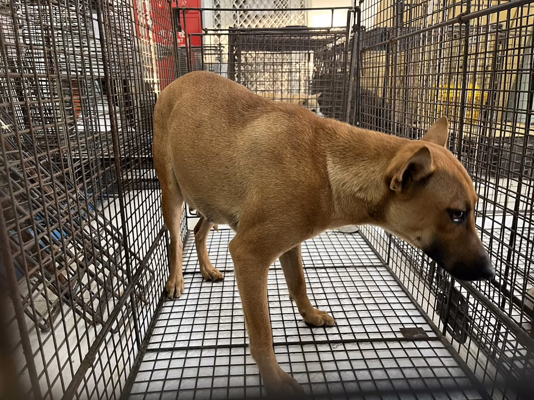 Tan adult female mixed-breed dog, Medium, shelter no. …1D01