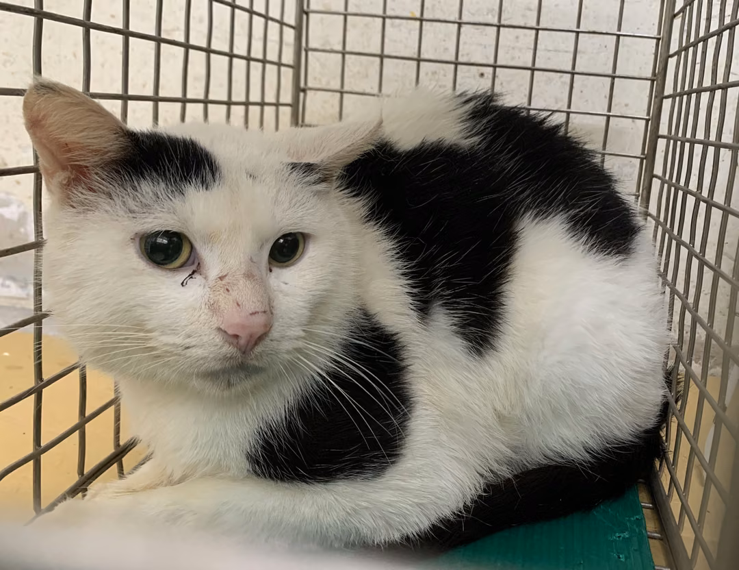 Black-and-white adult male mixed-breed cat, Small, shelter no. …2502