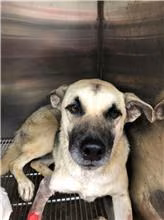 Tan-and-white adult female mixed-breed dog, Medium, shelter no. …4003
