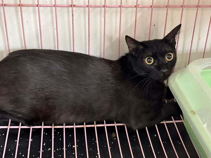 ミックス猫(オス・成猫・黒)、小型, 施設番号 …0708